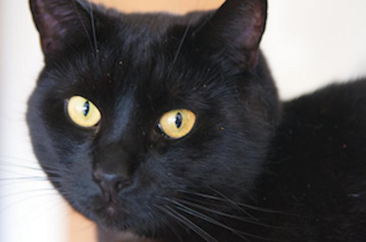 Black Cat