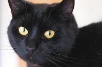 Black Cat