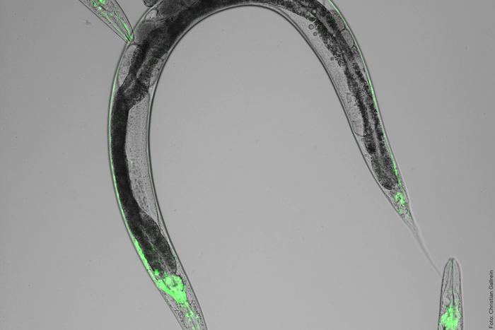Nerve cells in Caenorhabditis elegans