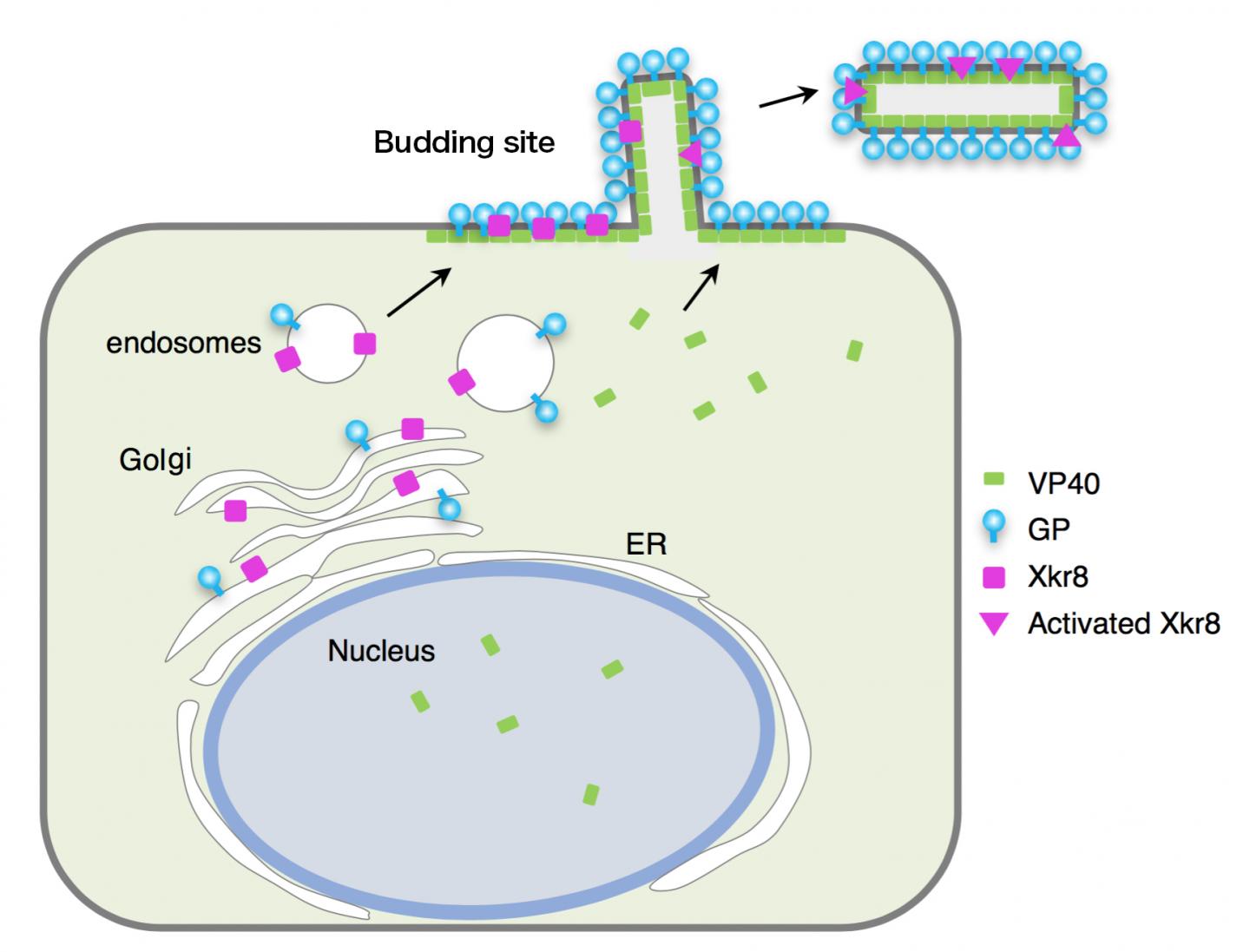 Entry Schematic