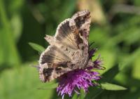 Silver Y Moth
