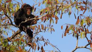 A young male chimp feeds on woodland seeds