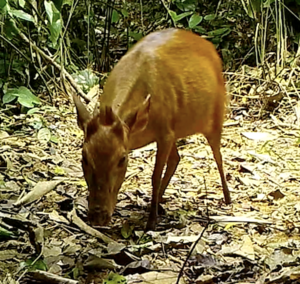 Bushmeat biomass (5)