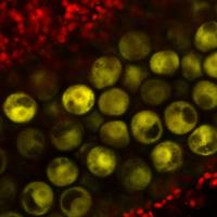 Gypsy1 transposon is active in the microspores  when tapetal small RNAs are absent.