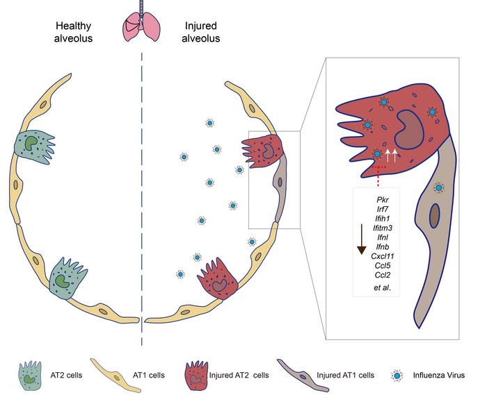 Schematic Illustration of Delayed Antiviral Responses in AT2 Cells Promoting Influenza Virus Replication