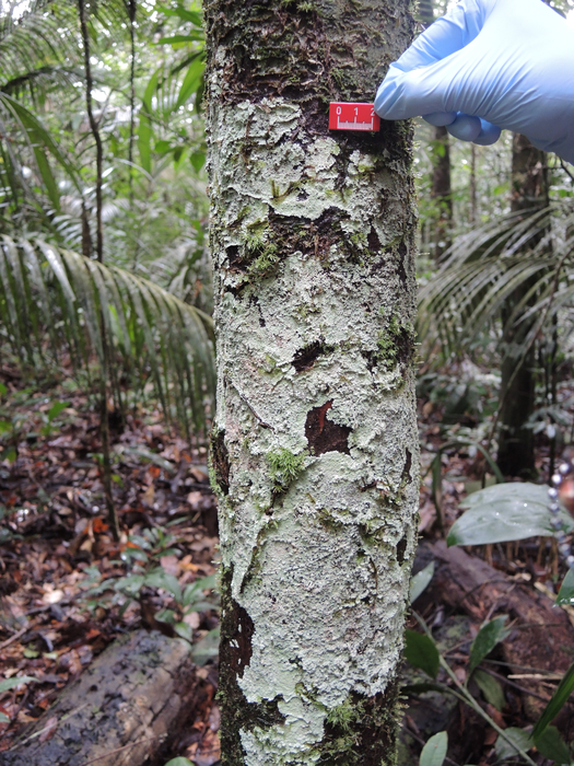 Lichens and mosses