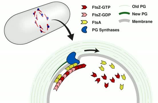 'Bricklaying' and 'Treadmilling' in Bacteria