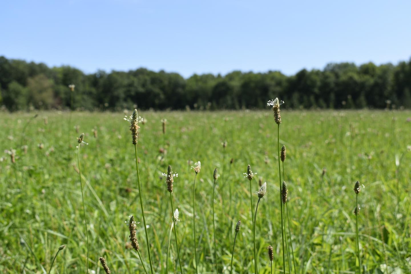 Plantago lanceolata