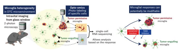 How brain immune cells either destroy or support cancer seed cells
