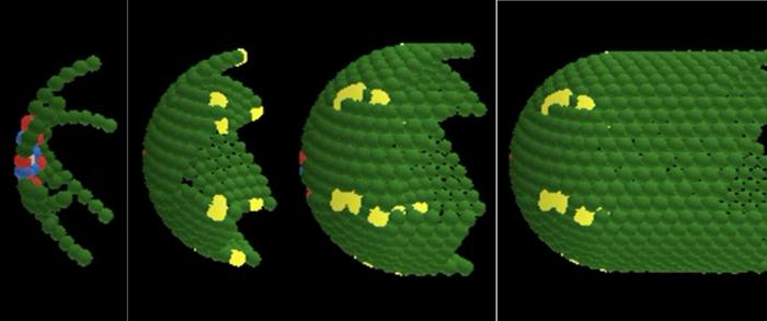 Snapshots in time of colon tissue renewal