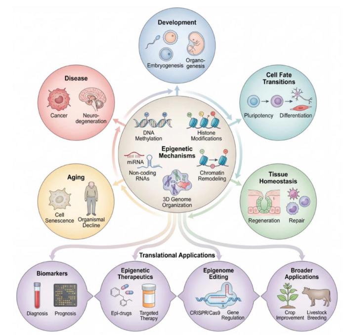 Epigenetic mechanisms act across the life course, linking development, cell fate, tissue homeostasis, aging, disease and therapeutic translation.