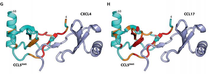 A Dynamic Duo of Small Molecules Shape Immune System Responses (2 of 2)
