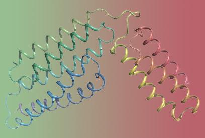 Overall Structure of CAMP Factor