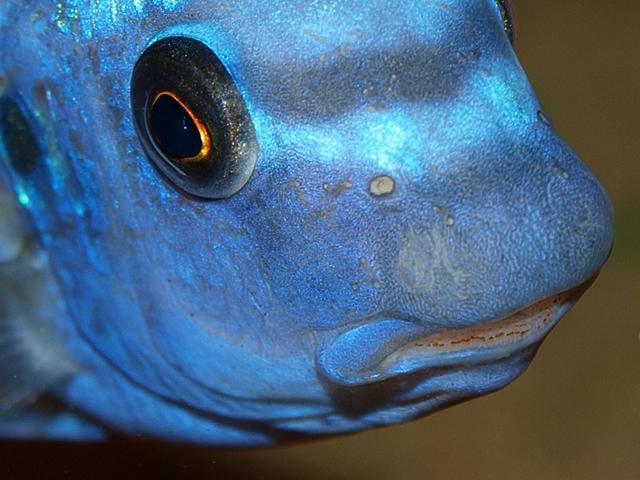Cichlid Fish with Large Snout