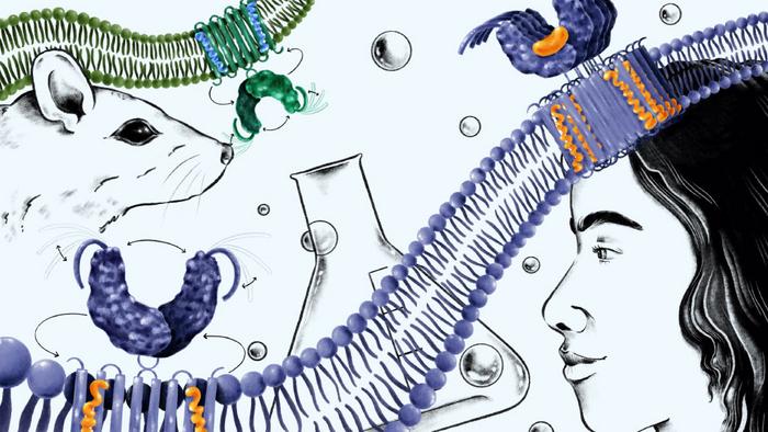 STING protein signaling