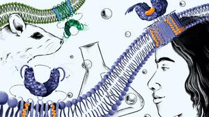 STING protein signaling
