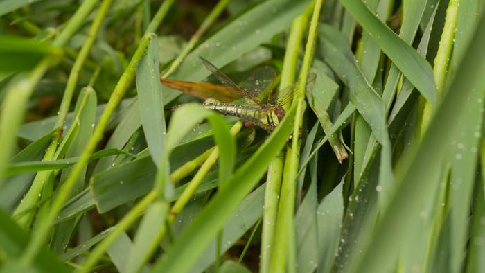Dragonfly, Weerribben-Wieden National Park, Netherlands