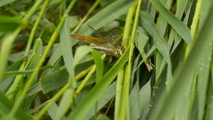 Dragonfly, Weerribben-Wieden National Park, Netherlands