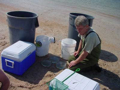 Dave Spawning Eggs on Beach