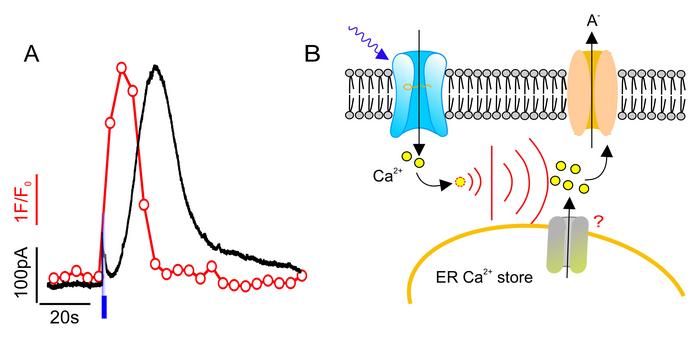 Calcium Signalling in Plants' Guard Cells