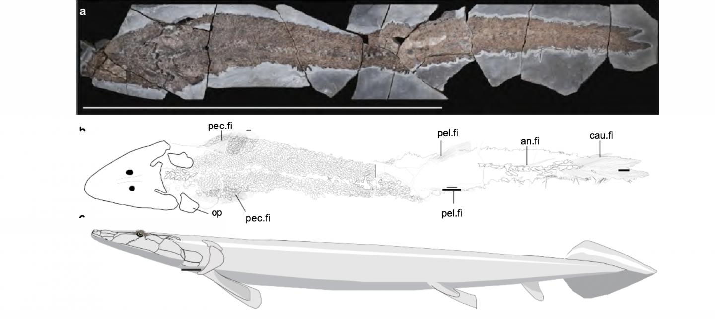 Complete Specimen of <i>E. watsoni</i>