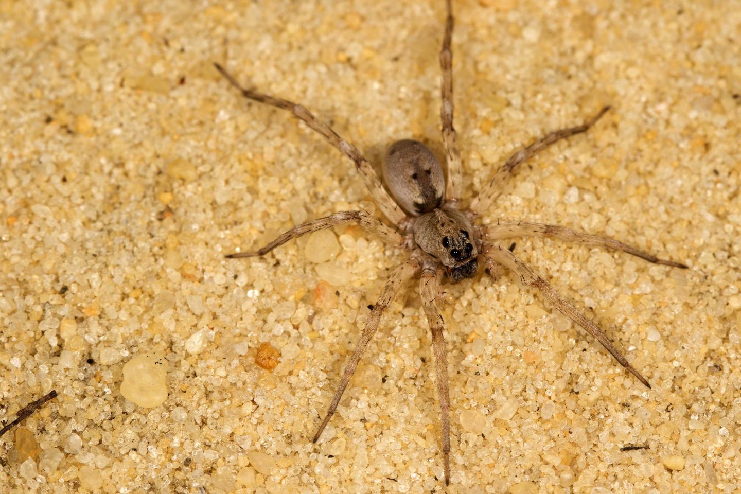 Relentless Roar of Gas Compressors Affects Arthropod Abundance