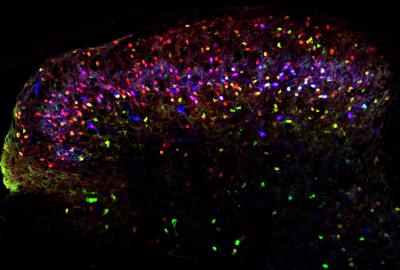Science Image