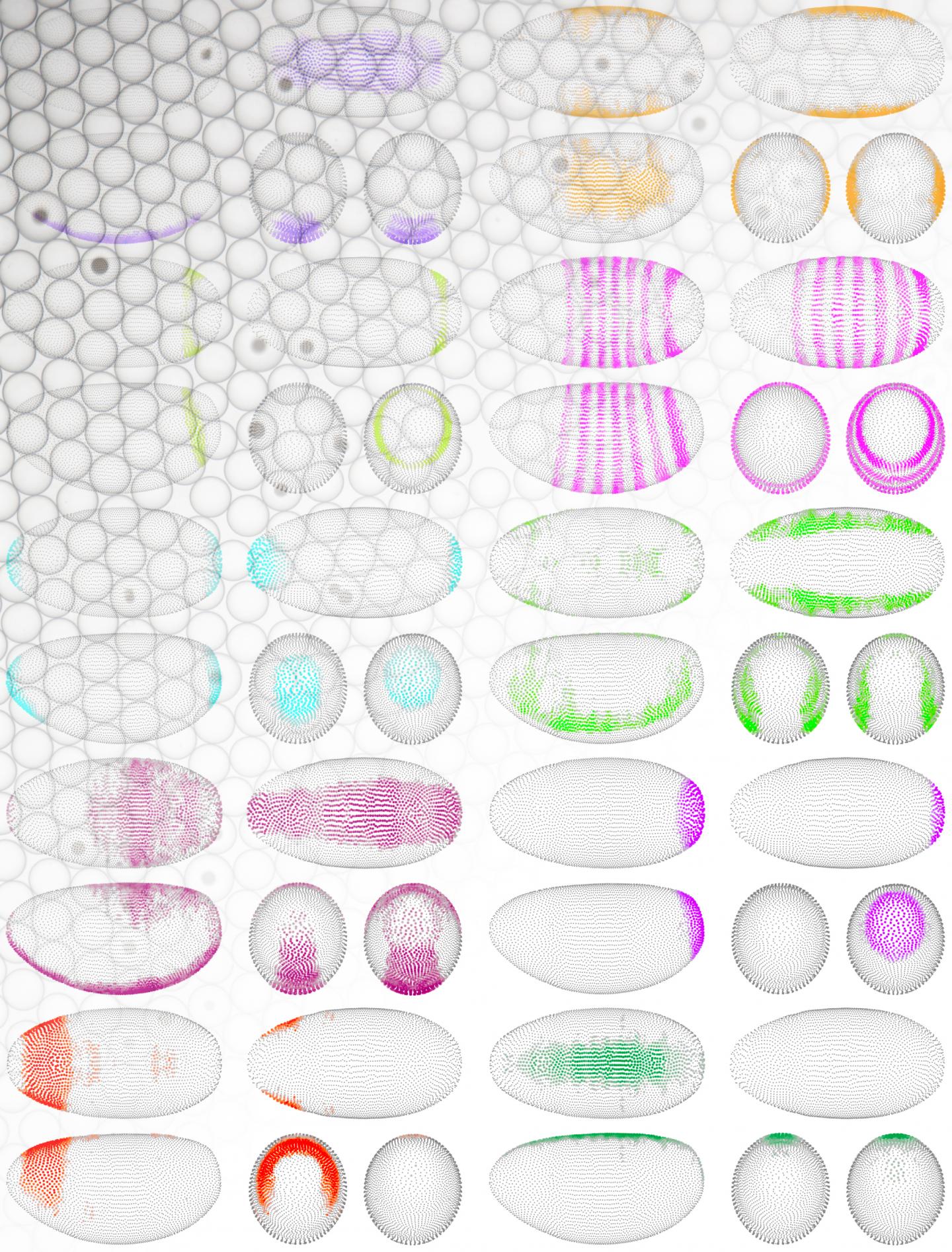 Virtual Embryo
