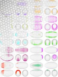 Virtual Embryo