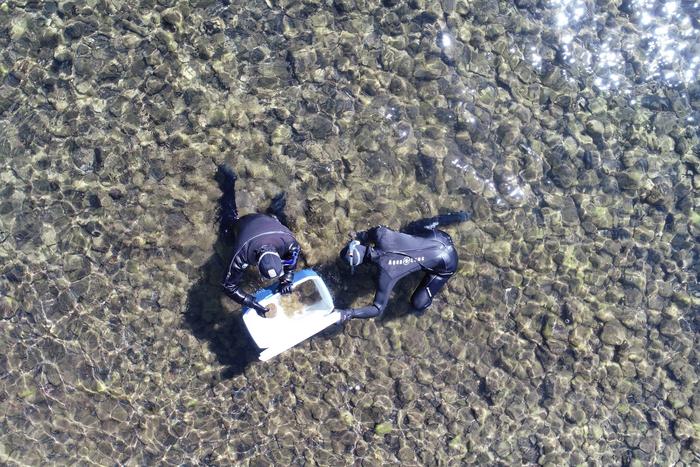 scientists collect algae-covered rocks in Tahoe