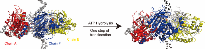 HELICASE 1