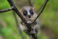 Mouse Lemur