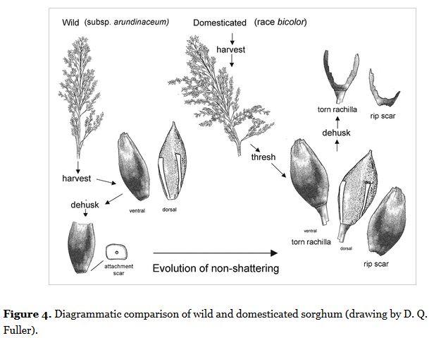 Comparison of Wild and Domesticated Sorghum