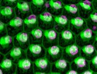 Hair Cells in Chicken Hearing Organ