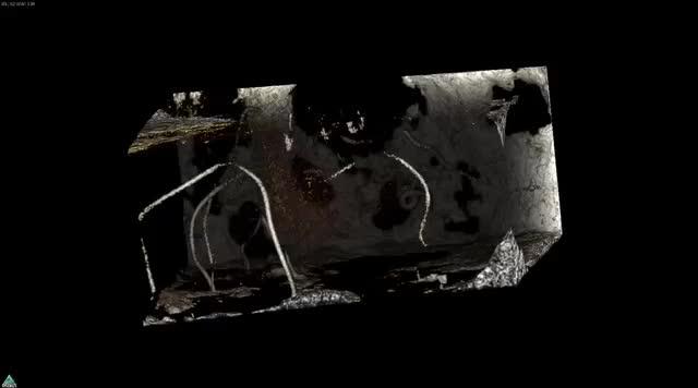 µCT Scan Highlighting Bioerosion in a Coral Block