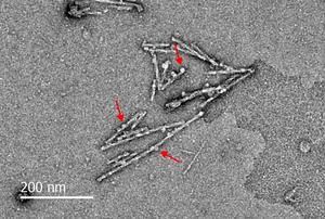 Electron Microscopy Image of Funes - Orb2 amyloid