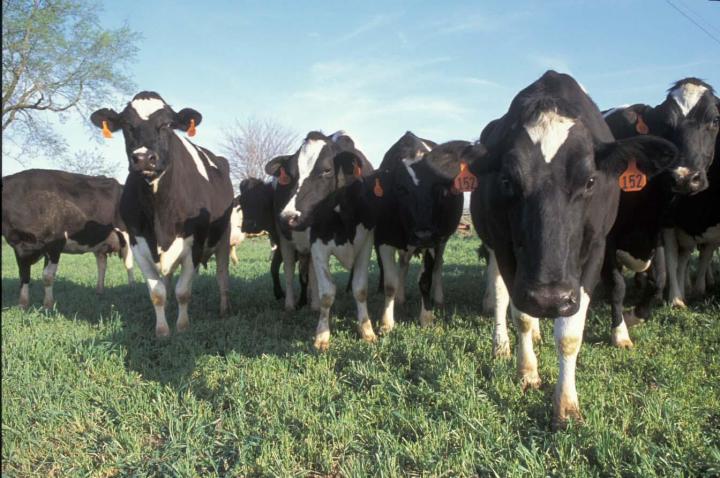 Cows