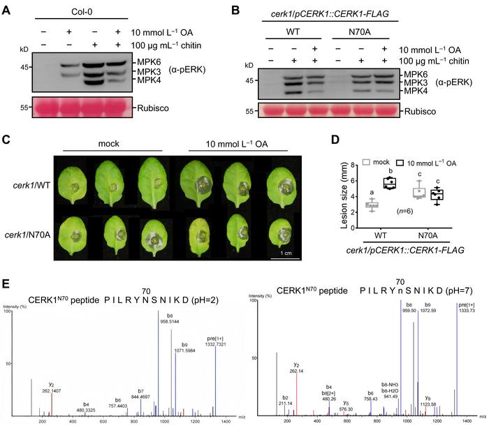 The virulence of OA is linked to CERK1N70 deamidation