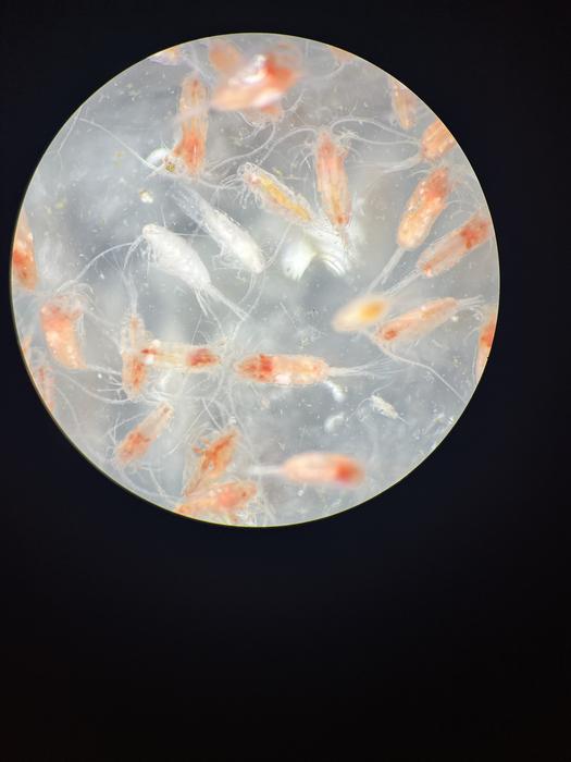 Preserved Gulf of Maine samples