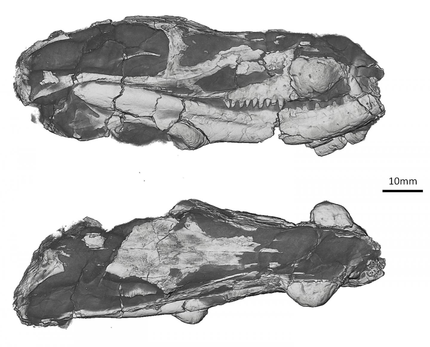 <i>Choerosaurus</i>