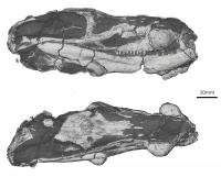 <i>Choerosaurus</i>
