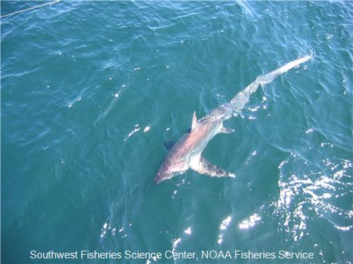 Thresher Shark