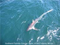Thresher Shark