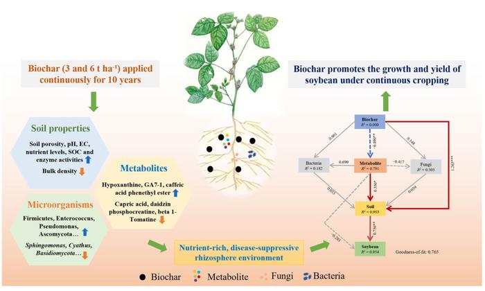 Rhizosphere metabolite-mediated soil enhancement: long-term biochar application optimizes continuous soybean production systems