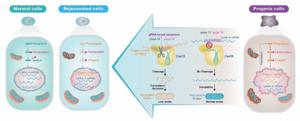 Global Operational Framework for Biofoundry Standardization