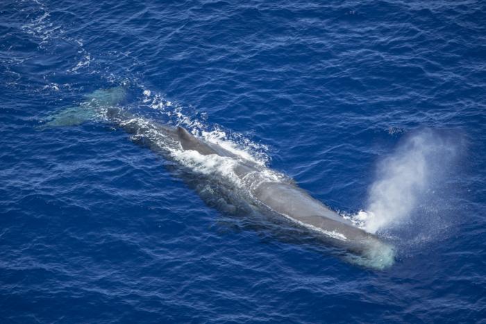 A sperm whale in the Indian Ocean