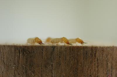 Termites Eavesdrop on Competitors to Survive (2 of 2)