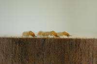 Termites Eavesdrop on Competitors to Survive (2 of 2)