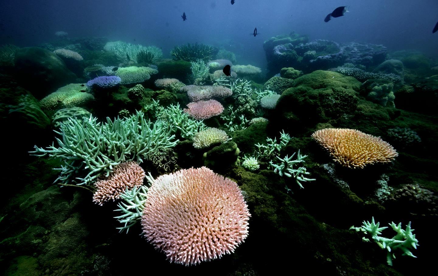 Pandora Reef