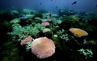 Pandora Reef
